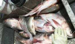 娱乐吃瓜酱钓鱼,揭秘钓鱼圈的那些事儿